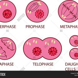 Mitosis and cell cycle word scramble