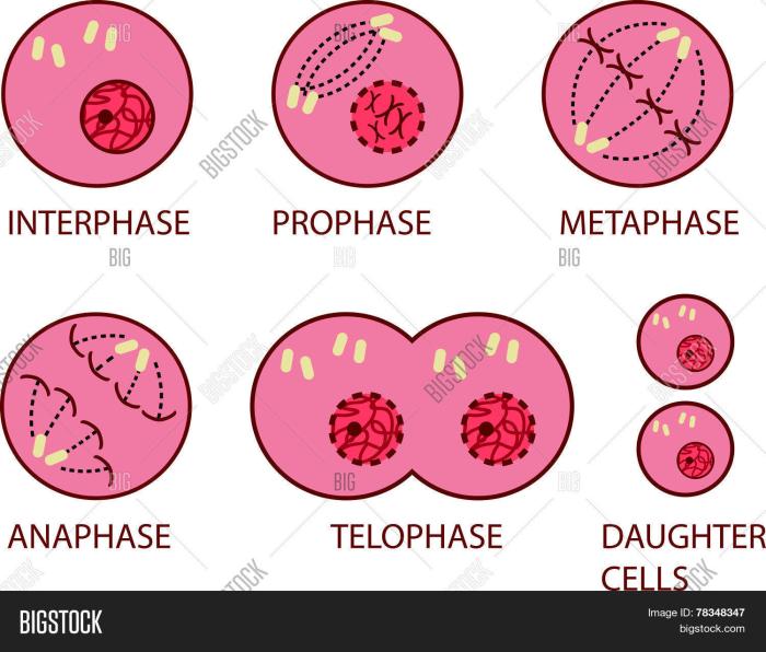 Mitosis and cell cycle word scramble