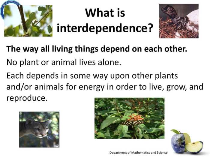 Post test the interdependence of ecosystems