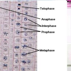 Cell division reinforcement answer key