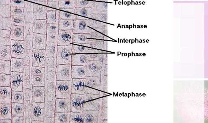 Cell division reinforcement answer key