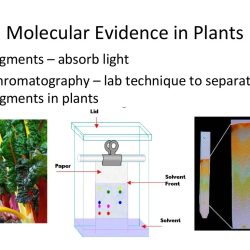 Relationships and biodiversity lab teacher guide