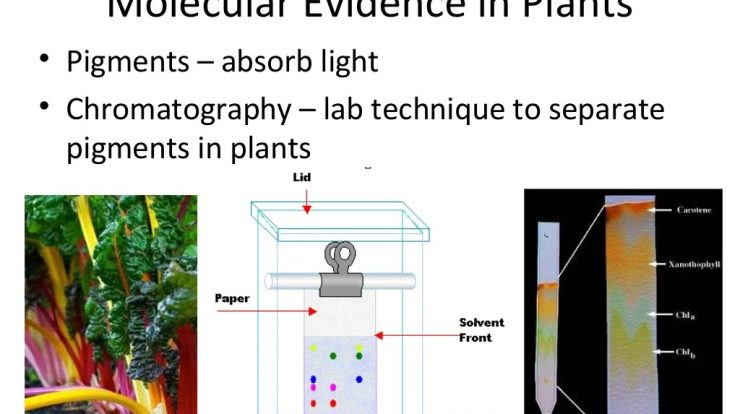 Relationships and biodiversity lab teacher guide