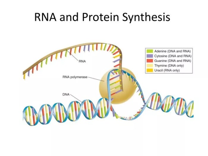 Dna rna and protein synthesis study guide answer key