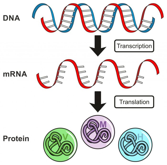 Dna rna and protein synthesis study guide answer key